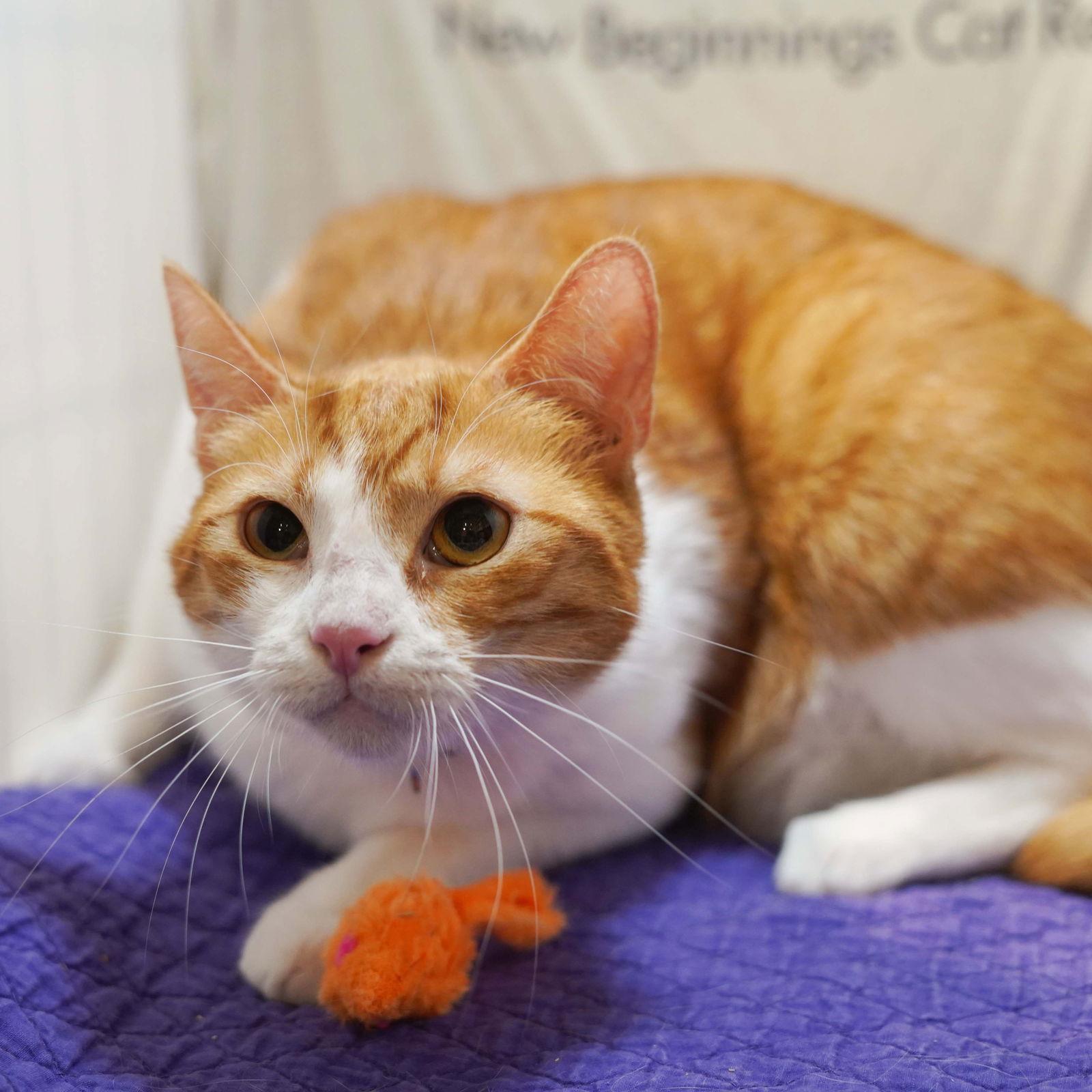 Enlarge Belle, a Adoptable Tabby in Garland, TX image 2/3