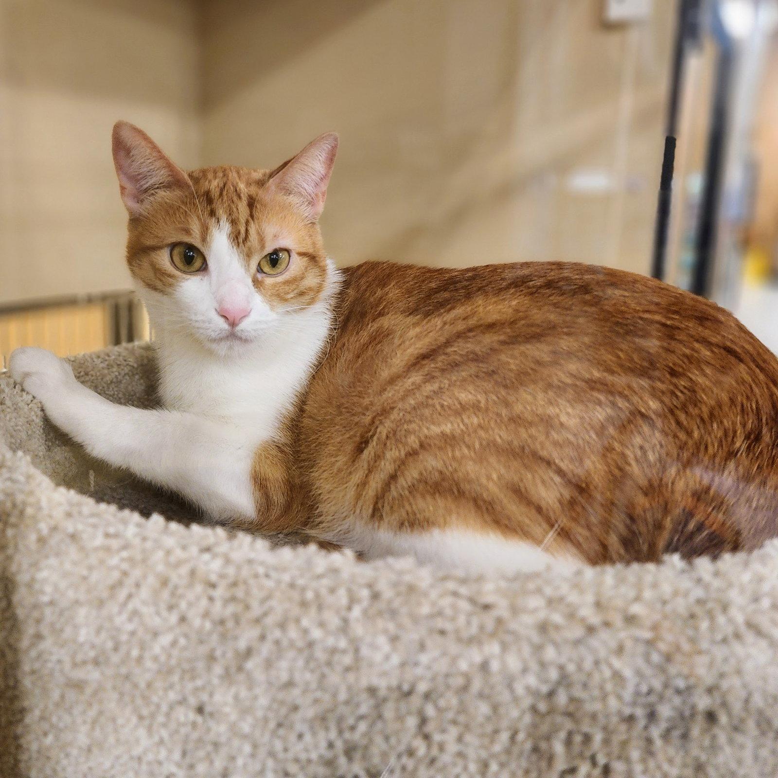 Belle, a Adoptable Tabby in Garland, TX image 2/3