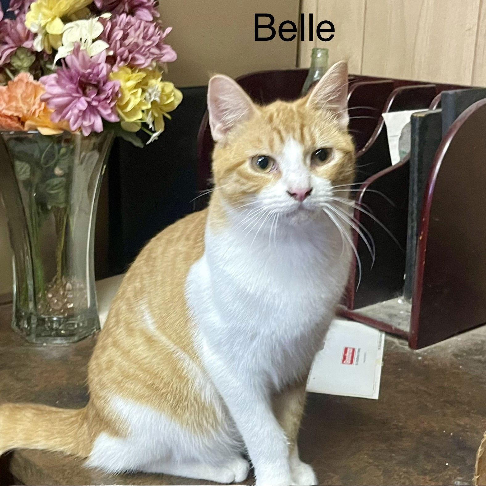 Enlarge Belle, a Adoptable Tabby in Garland, TX image 3/3