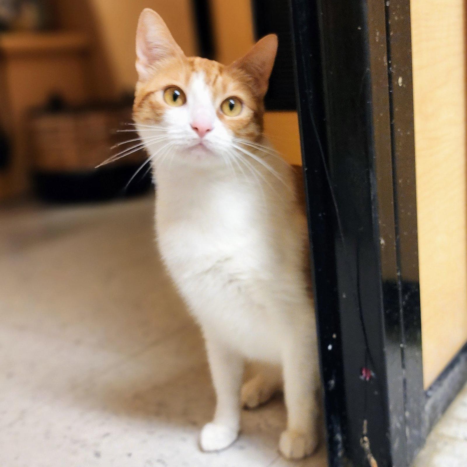 Belle, Adoptable, Adult Female Tabby & Domestic Short Hair.