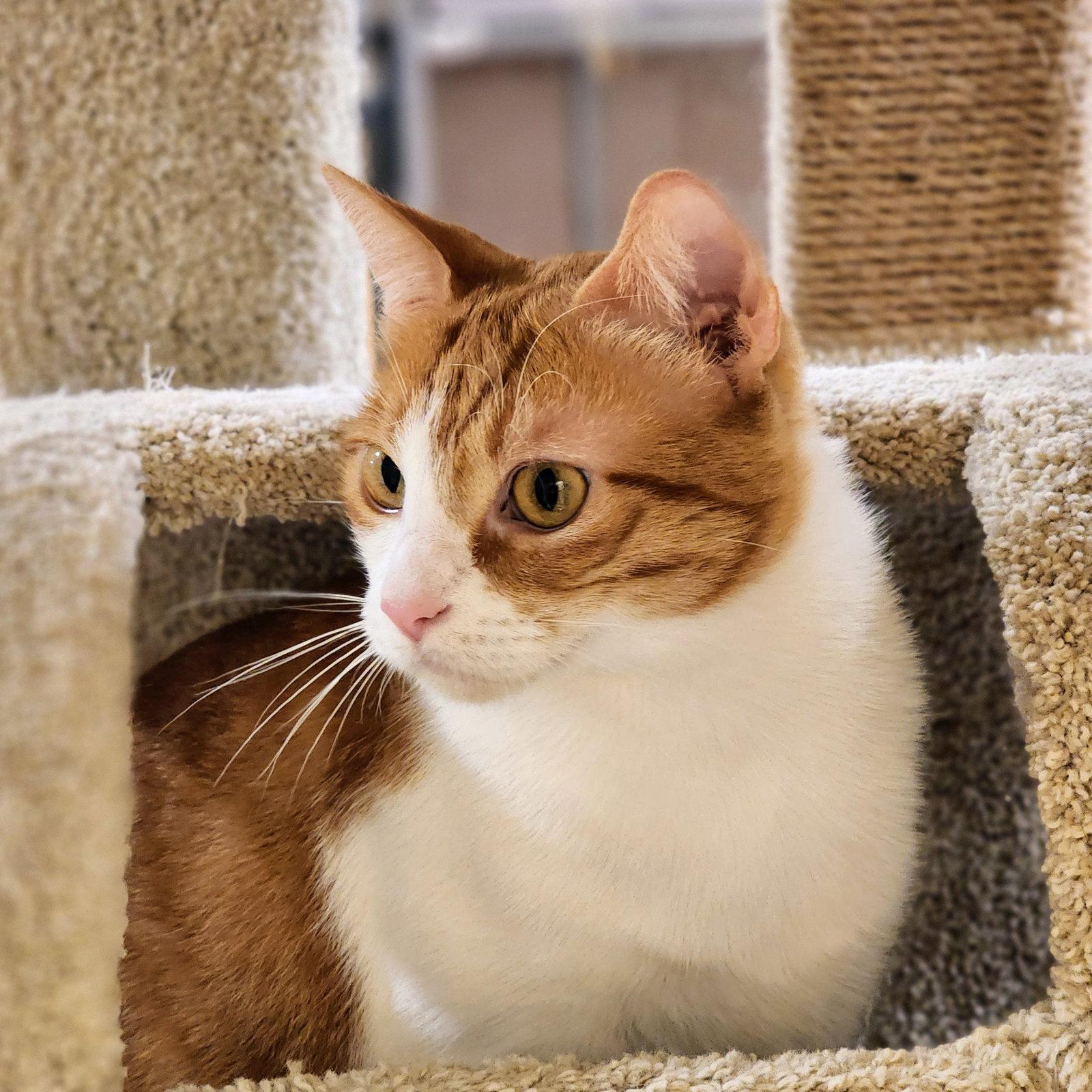 Belle, a Adoptable Tabby in Garland, TX image 3/3