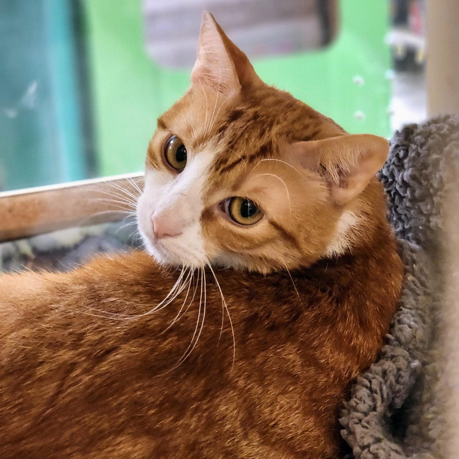 Enlarge Belle, a Adoptable Tabby in Garland, TX image 2/3