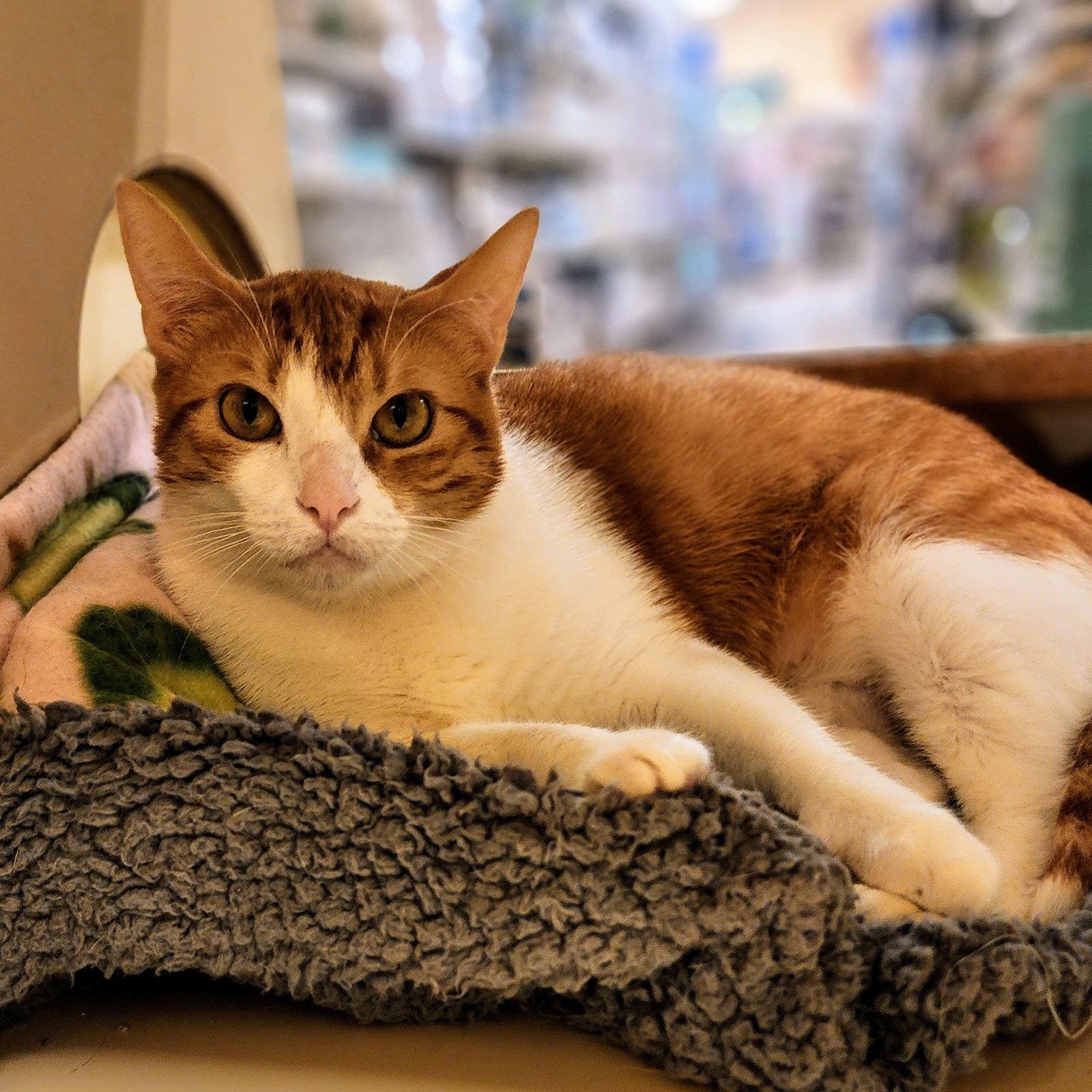 Enlarge Belle, a Adoptable Tabby in Garland, TX image 3/3