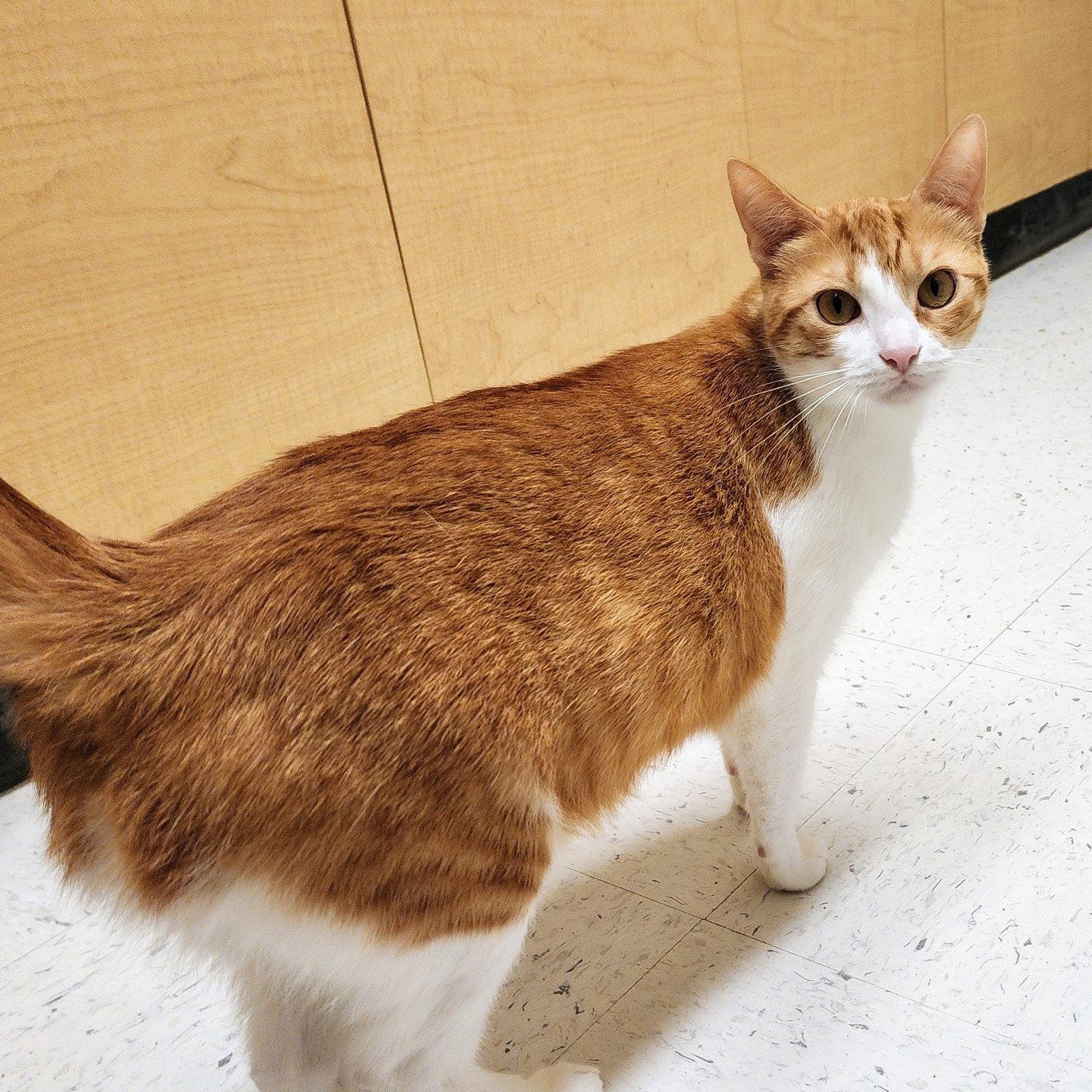 Belle, a Adoptable Tabby in Garland, TX image 3/3