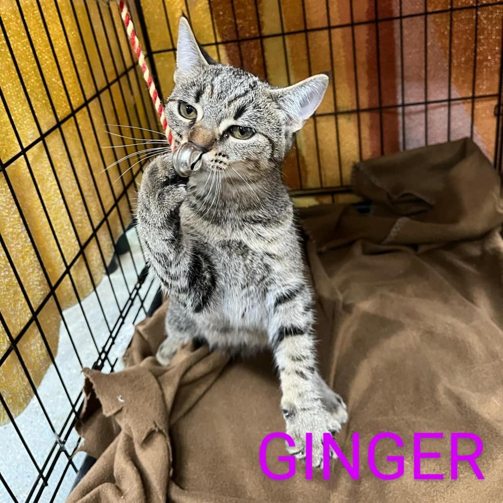 Ginger, Adoptable, Adult Female Domestic Short Hair.