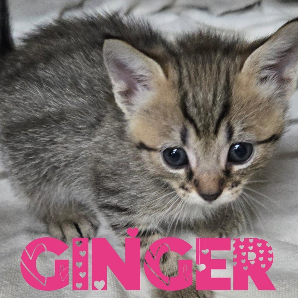 Enlarge Ginger, a Adoptable Domestic Short Hair in Union City, PA image 2/2