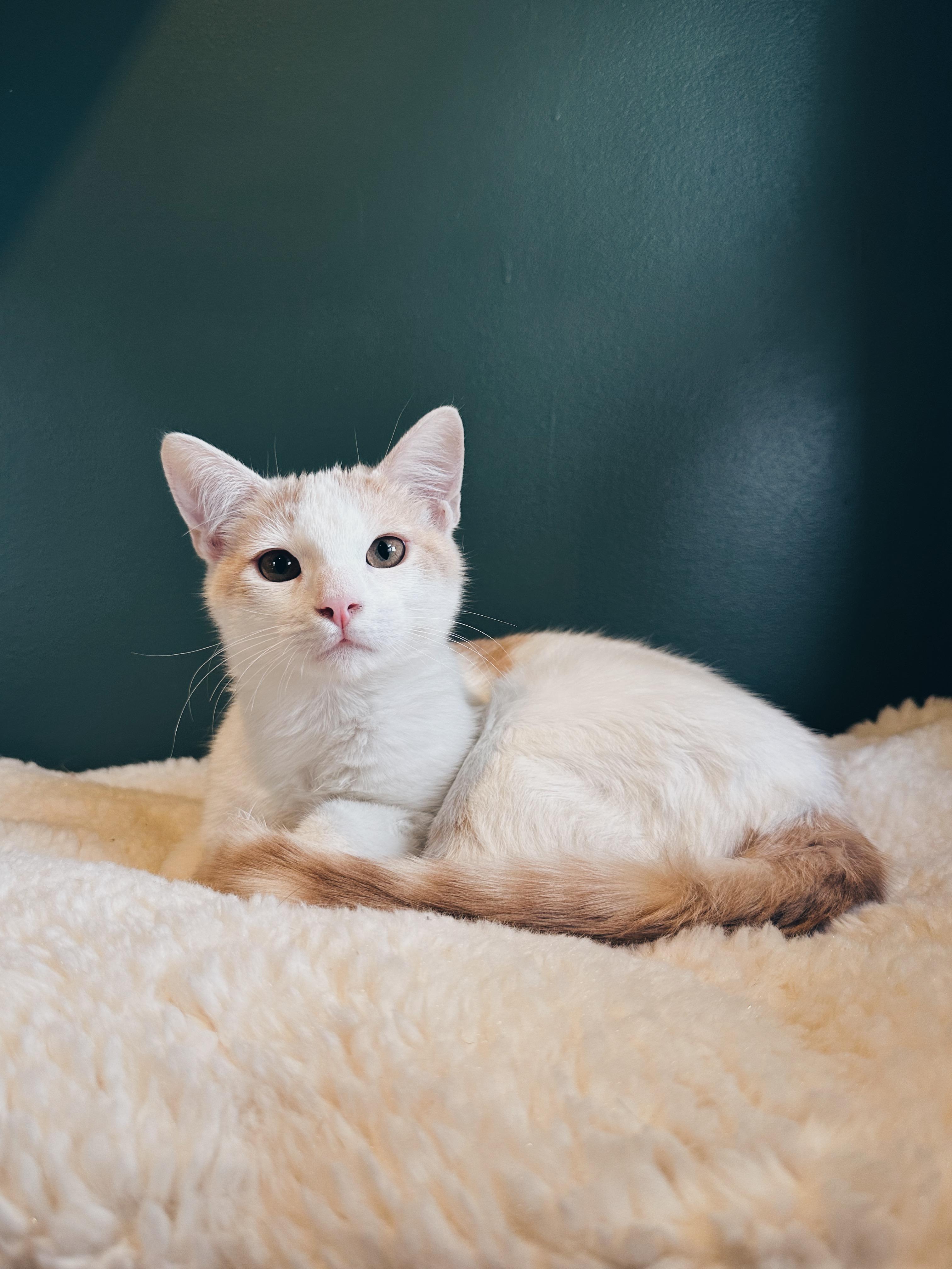 Enlarge Texas Pete, a Adoptable Domestic Short Hair in Avondale Estates, GA image 3/5