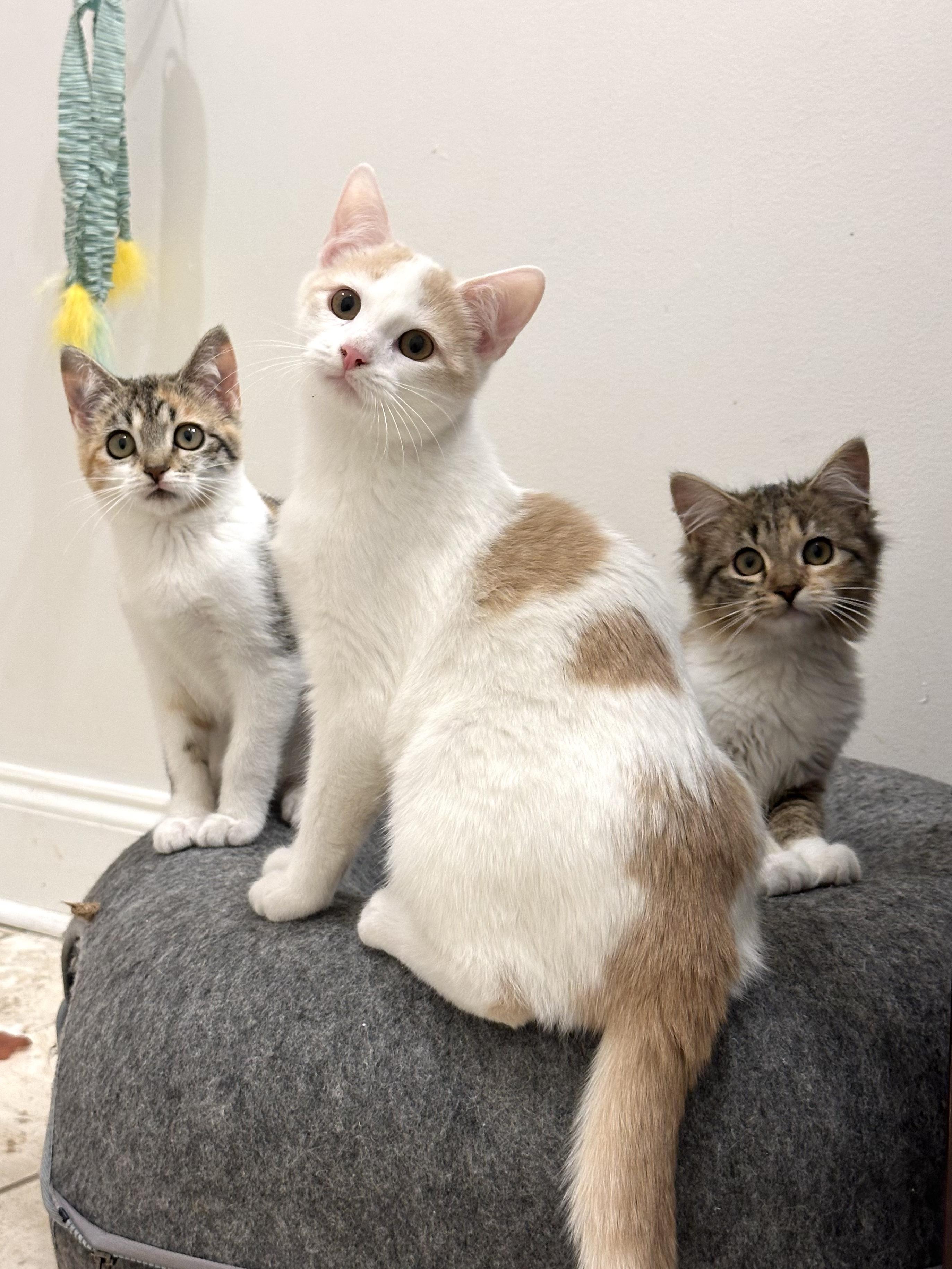 Enlarge Texas Pete, a Adoptable Domestic Short Hair in Avondale Estates, GA image 4/5