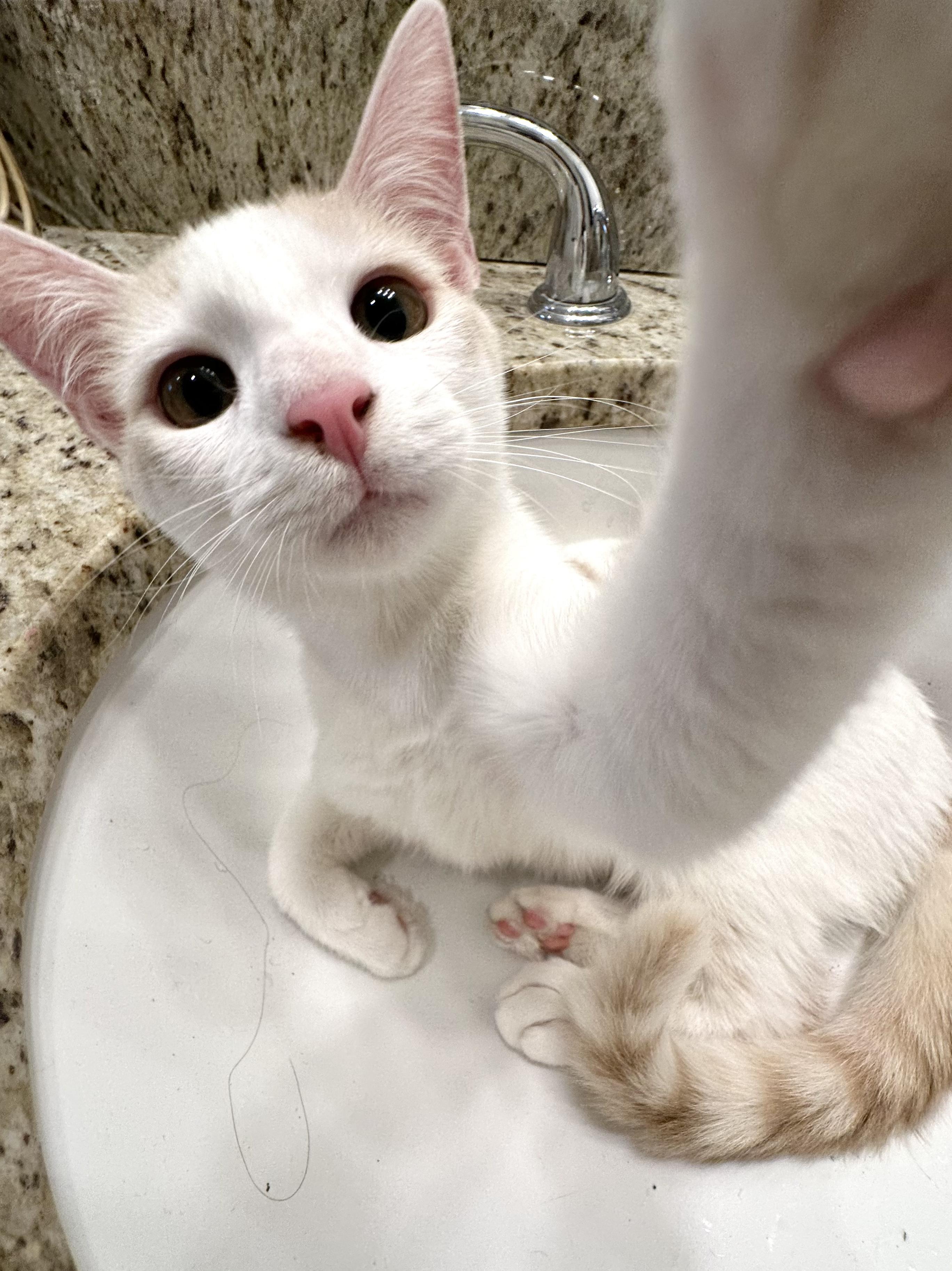 Texas Pete, Adoptable, Young Male Domestic Short Hair.