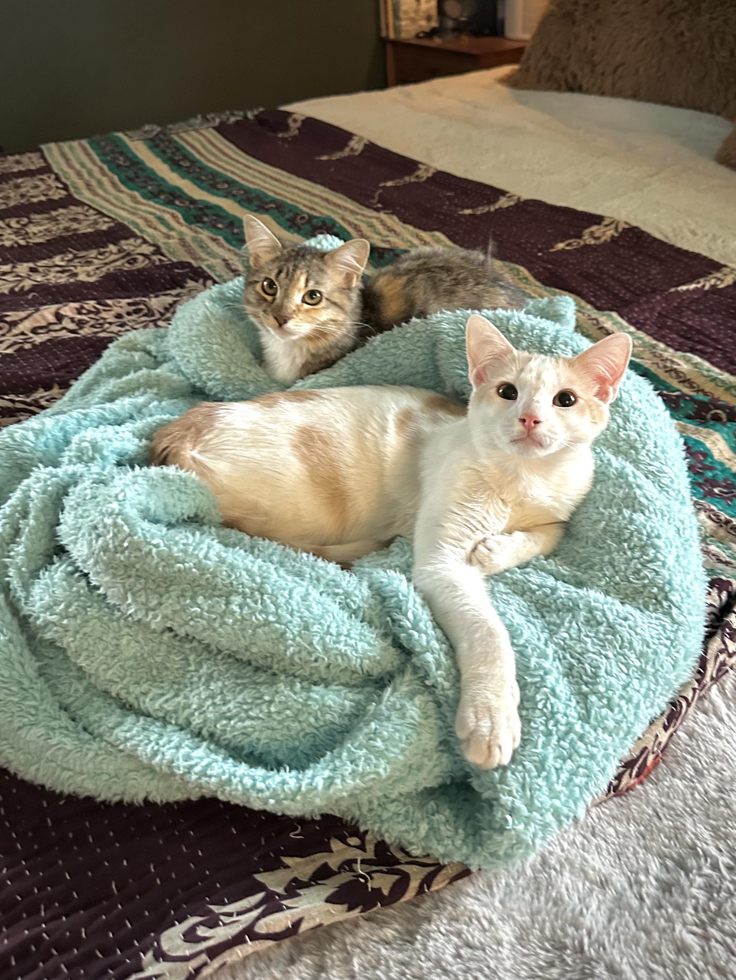 Enlarge Texas Pete, a Adoptable Domestic Short Hair in Avondale Estates, GA image 5/5