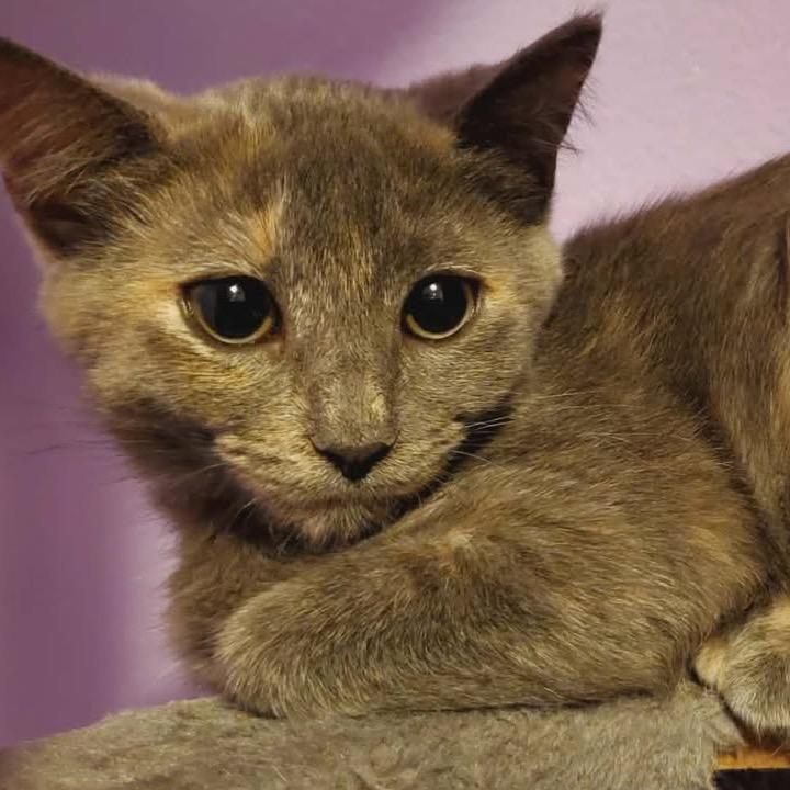 Enlarge Lucy, a Adoptable Domestic Short Hair in North Port, FL image 1/1