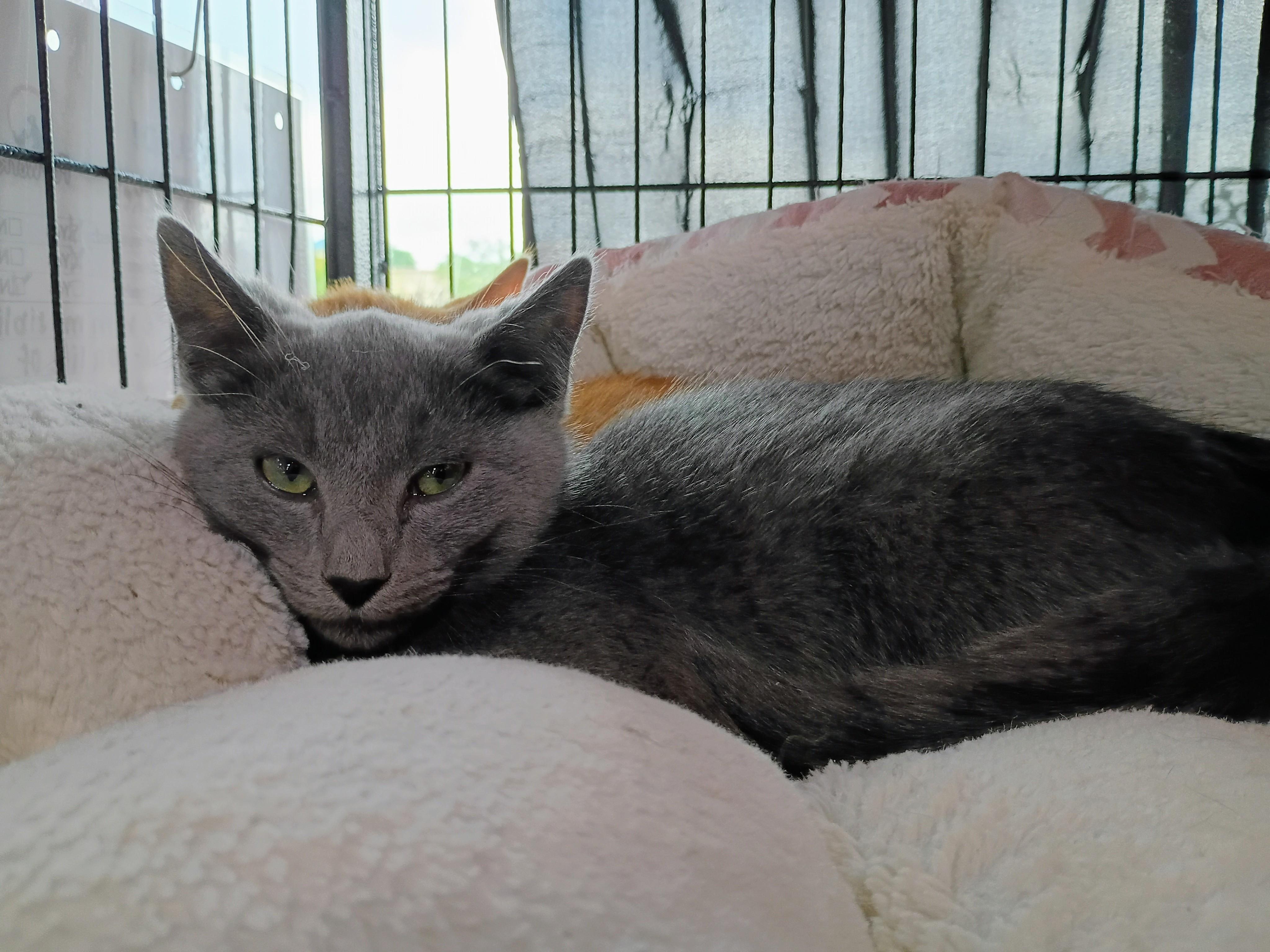 Pita, ADOPTABLE, Kitten Male Domestic Short Hair.