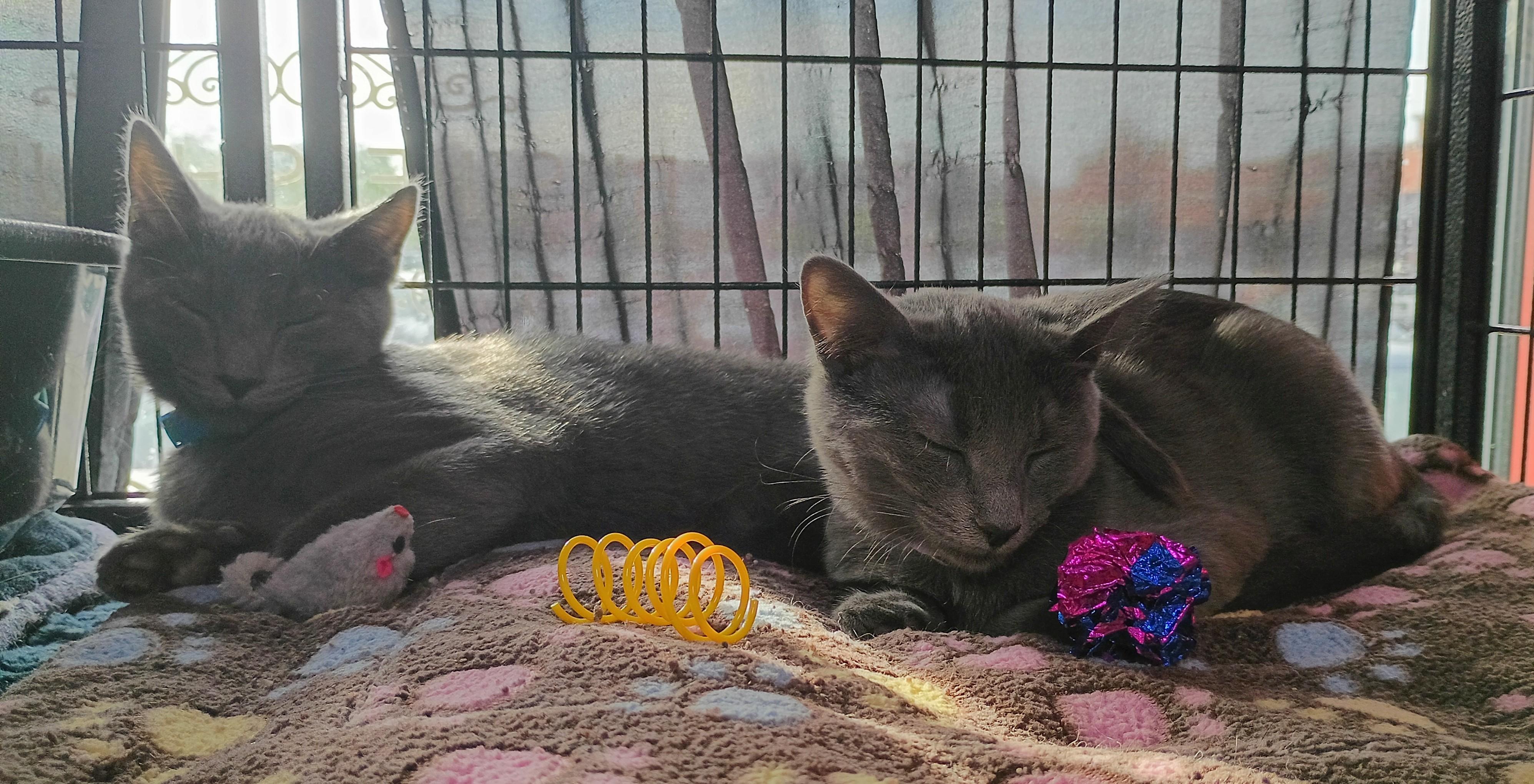 Pita, a ADOPTABLE Domestic Short Hair in Morgantown, WV image 4/6