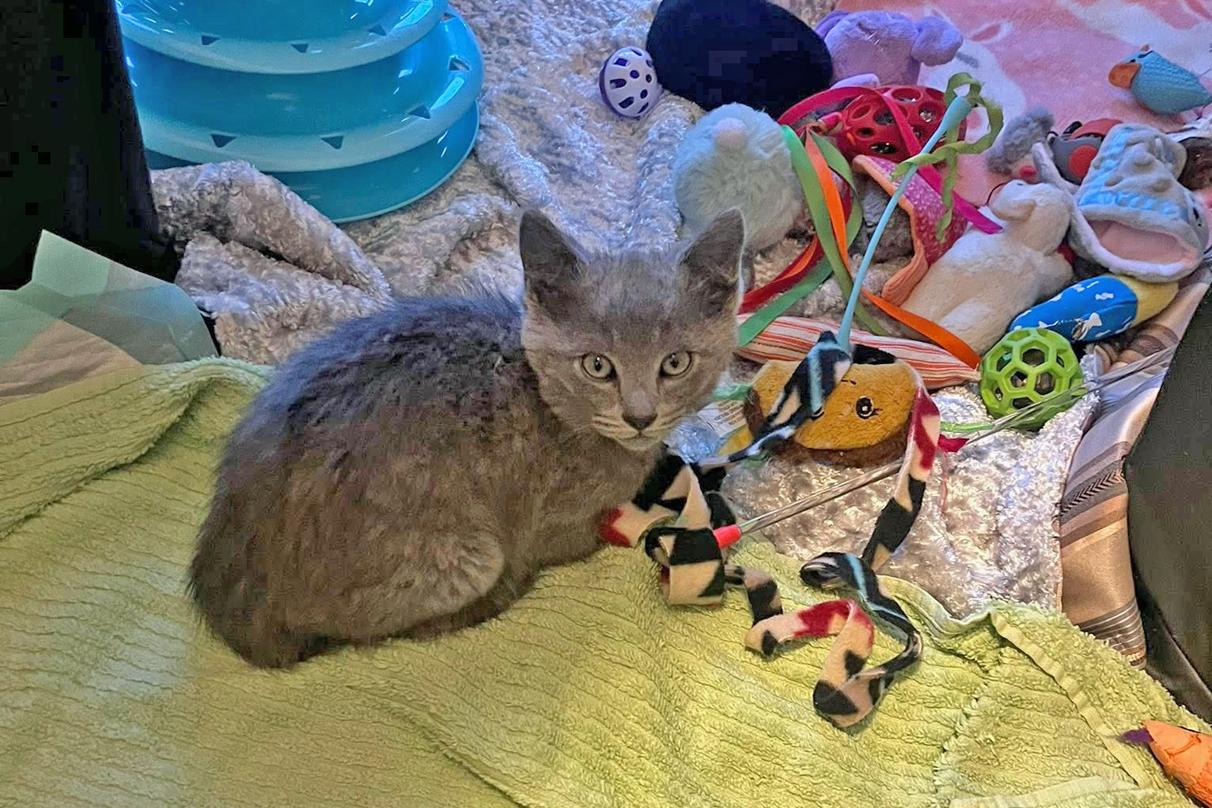 Pita, ADOPTABLE, Kitten Male Domestic Short Hair.