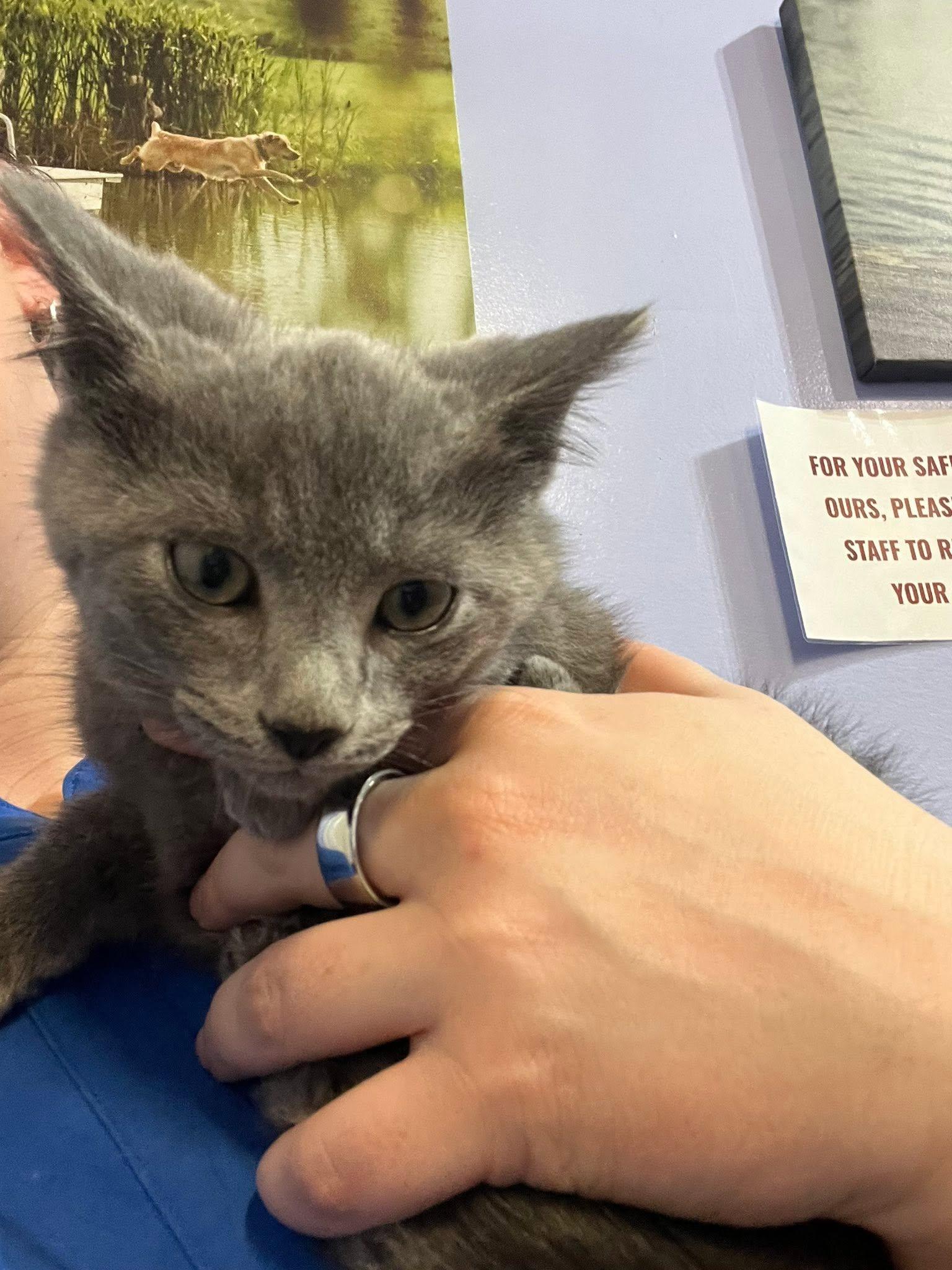 Pita, a ADOPTABLE Domestic Short Hair in Morgantown, WV image 3/4