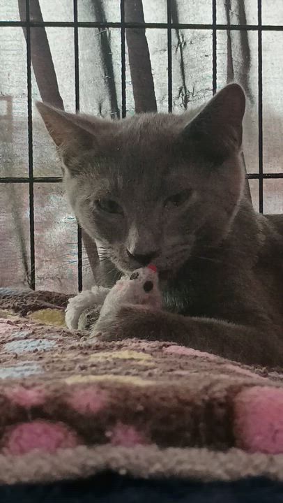 Enlarge Pita, a ADOPTABLE Domestic Short Hair in Morgantown, WV video 6/6