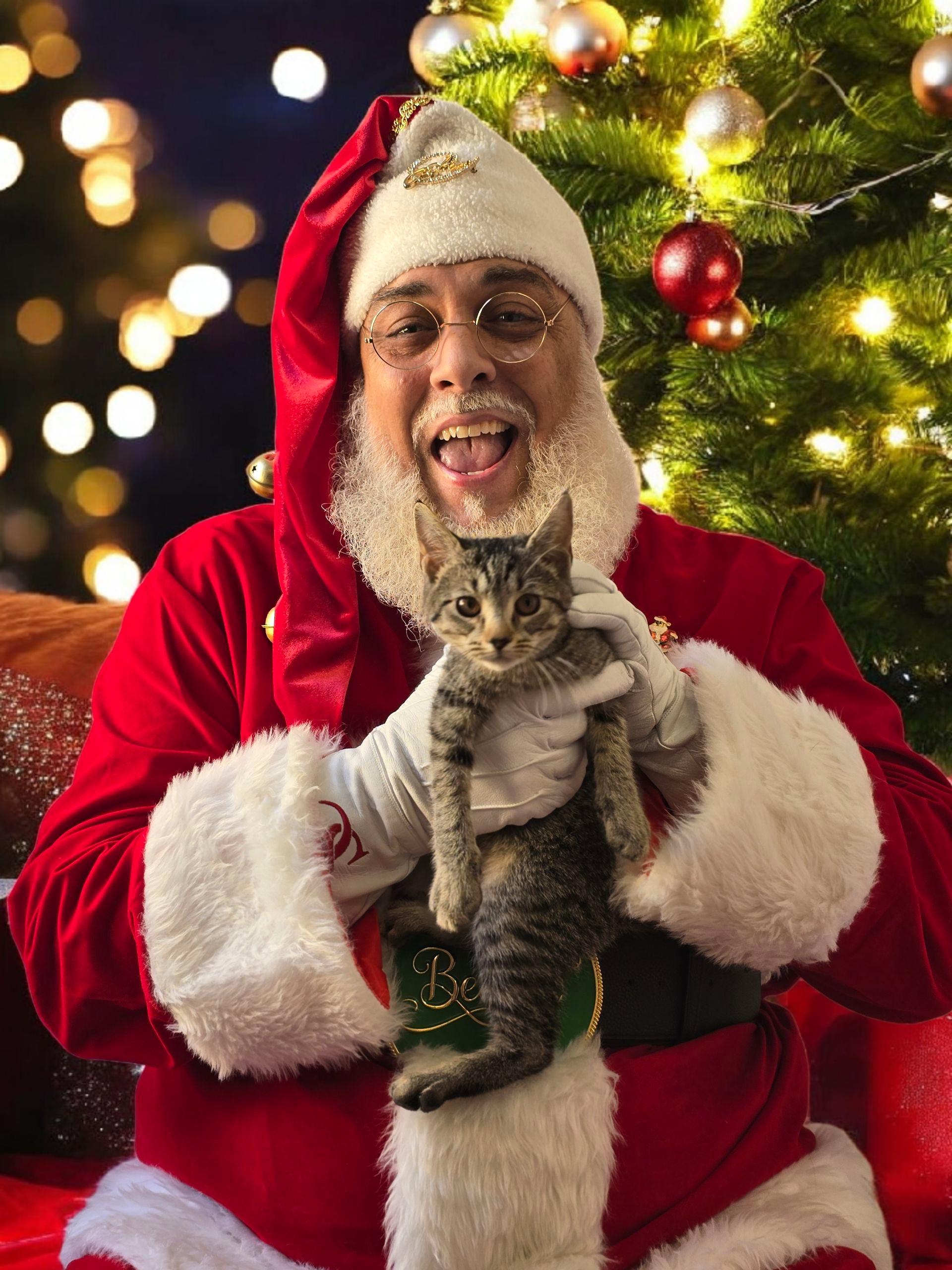 Enlarge Weeble, an adopted Domestic Short Hair in Murrells Inlet, SC image 1/1