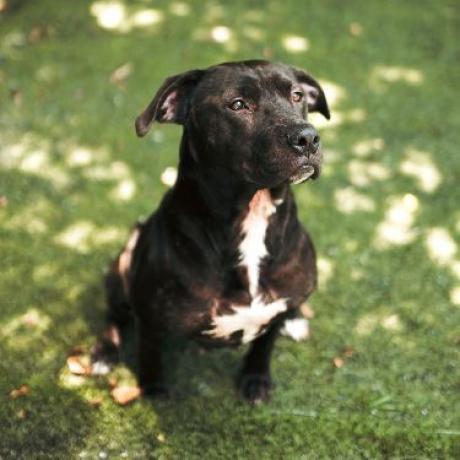Roxy, Adoptable, Adult Female Pit Bull Terrier.