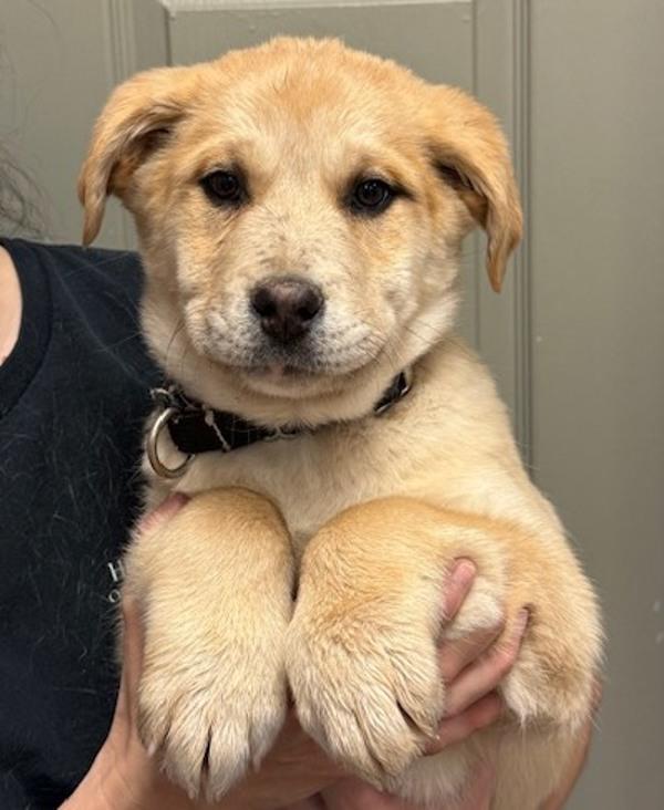 Enlarge French Toast, a Adoptable mixed breed in Littleton, CO image 1/1