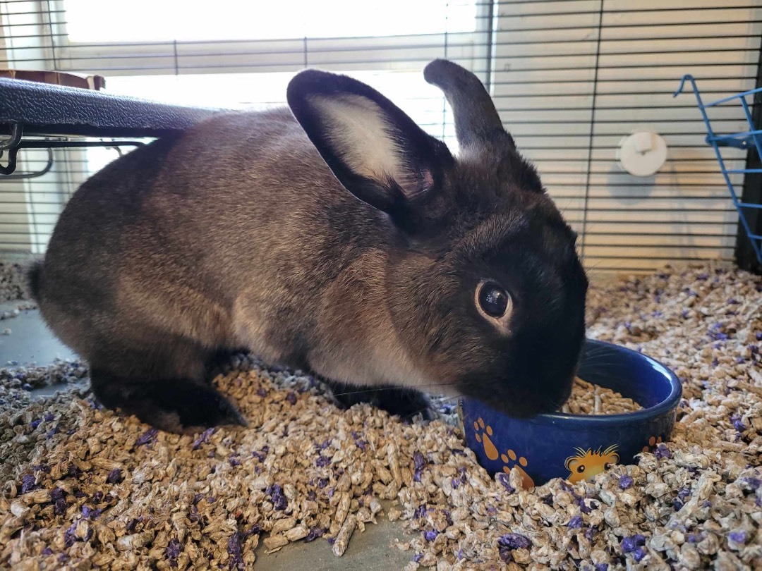 Hibiscus, Adoptable, Adult Female American.