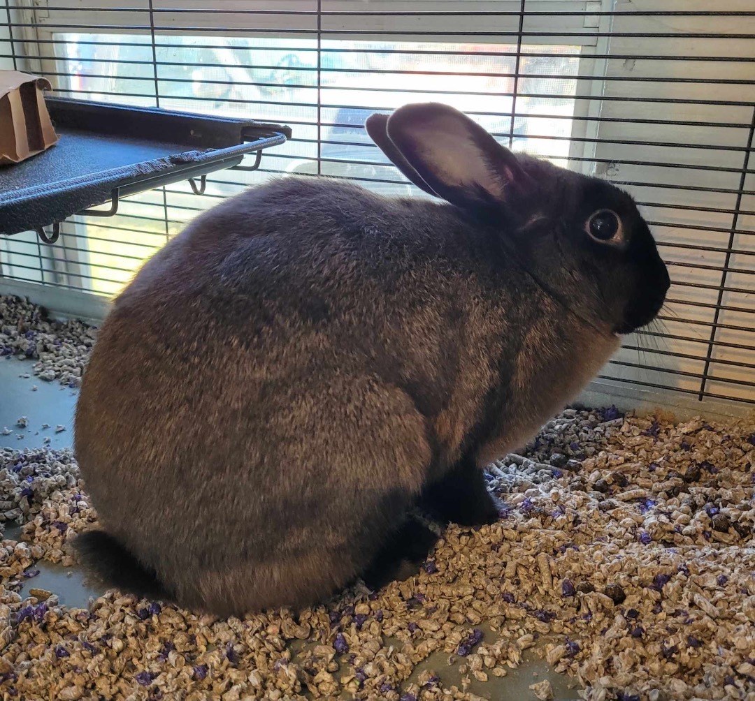 Enlarge Hibiscus, a Adoptable American in Myakka City, FL image 2/2