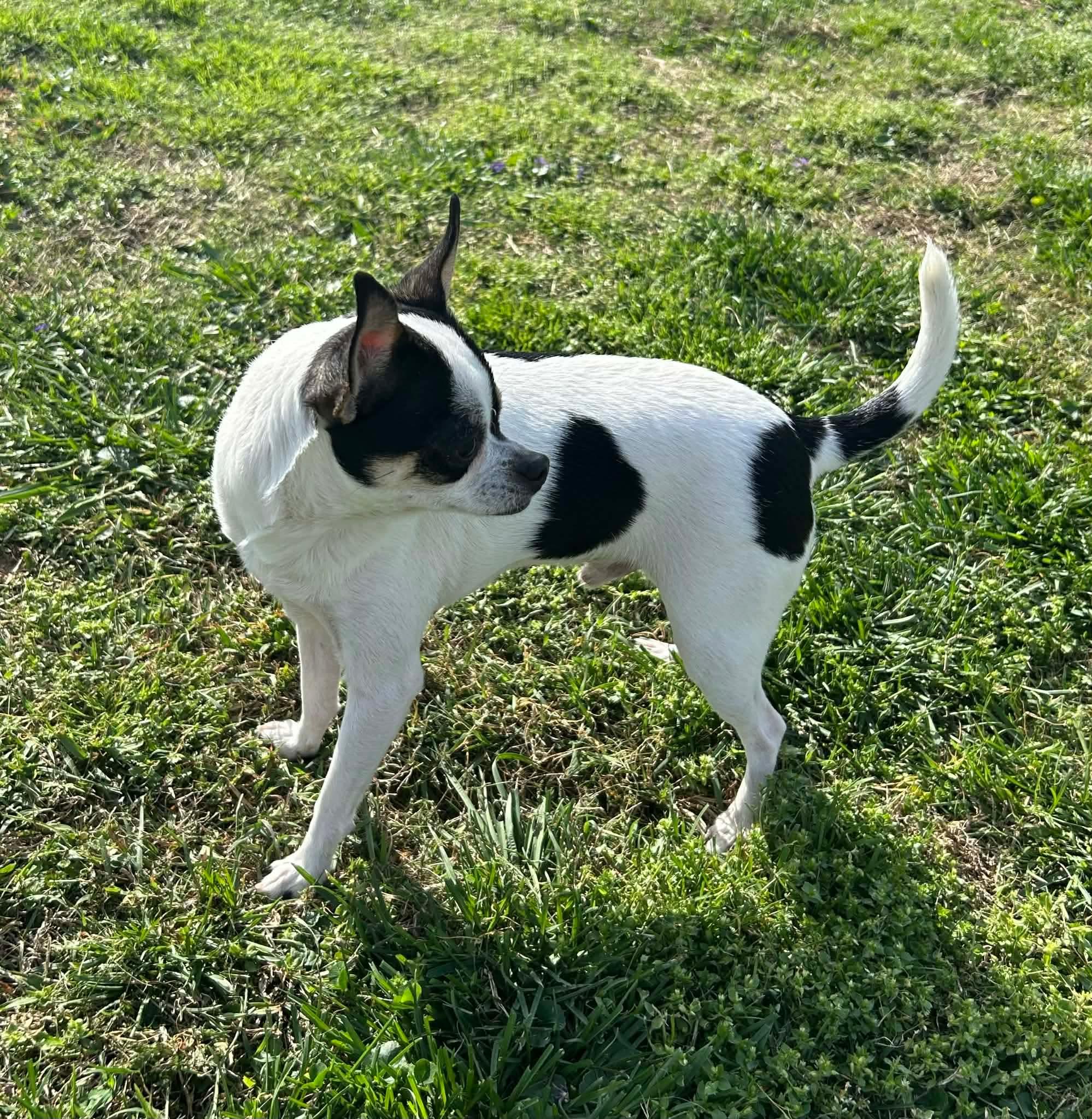 Oreo, an adopted Chihuahua in Campbellsville, KY image 2/3