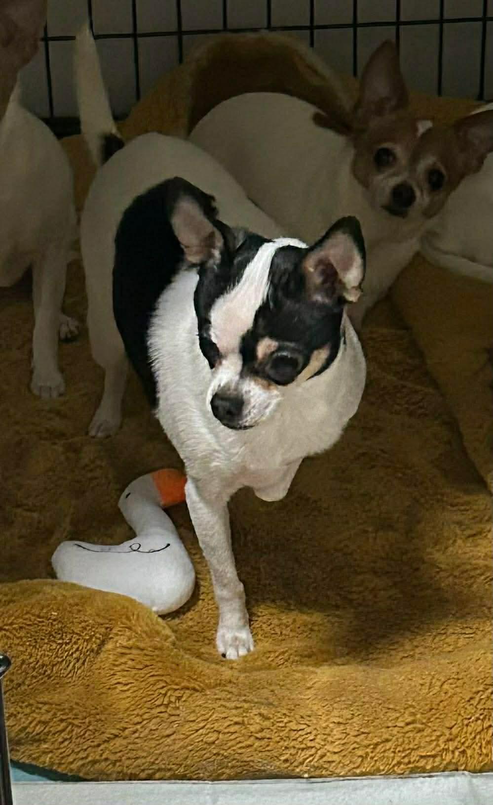 Oreo, an adopted Chihuahua in Campbellsville, KY image 3/3
