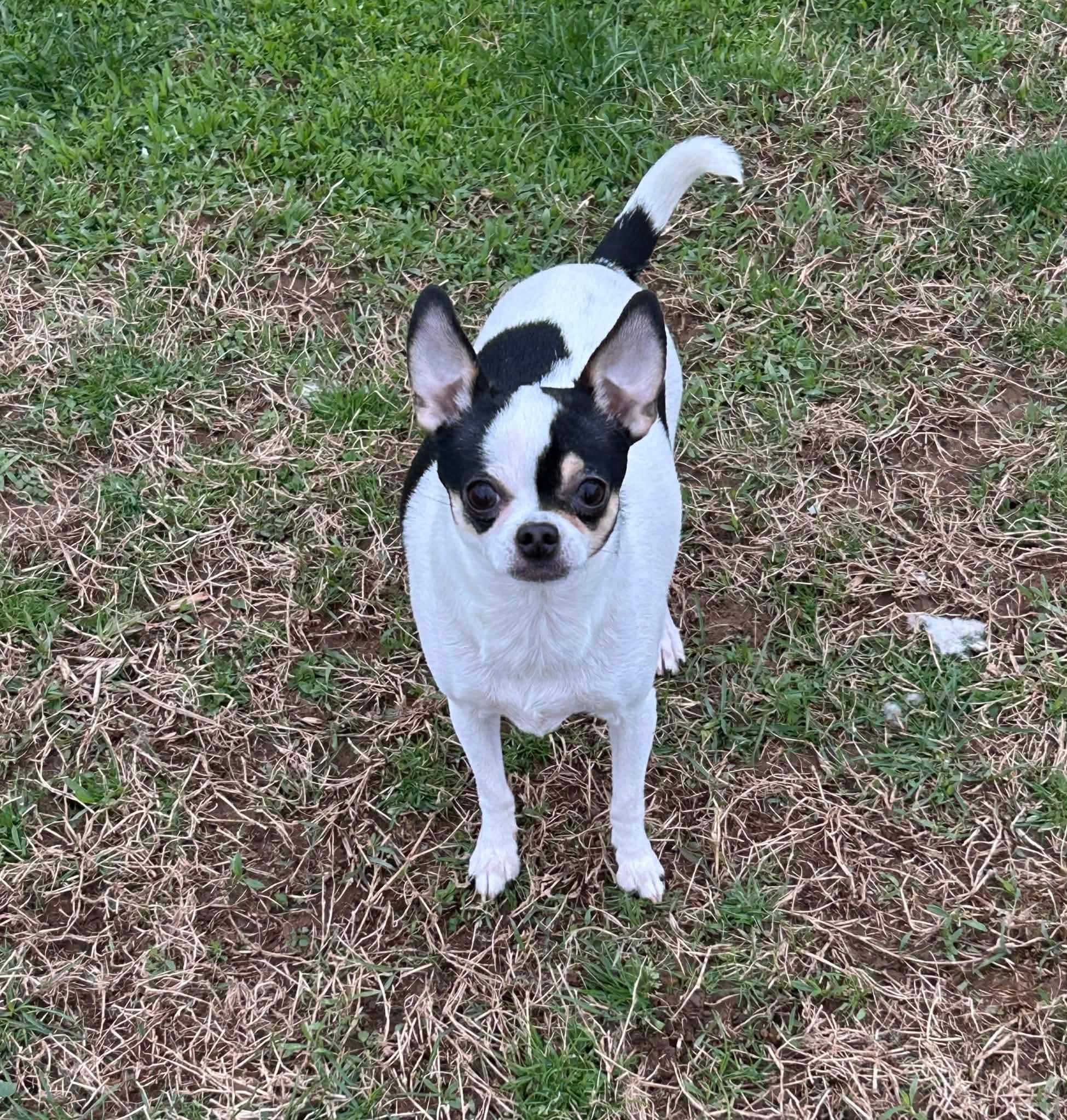 Oreo, adopted, Adult Male Chihuahua.