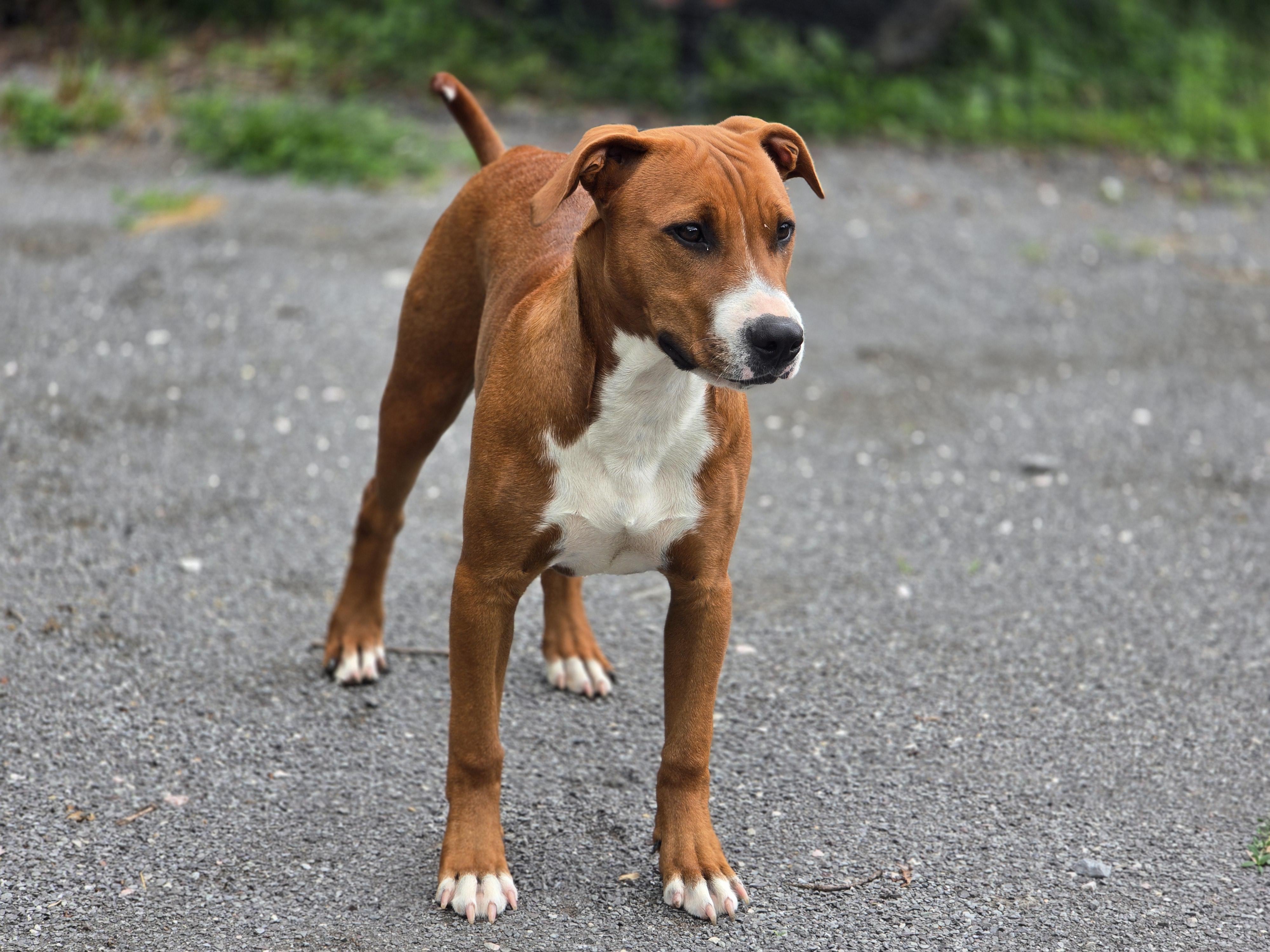 Maggie, a ADOPTABLE mixed breed in Maynardville, TN image 2/2