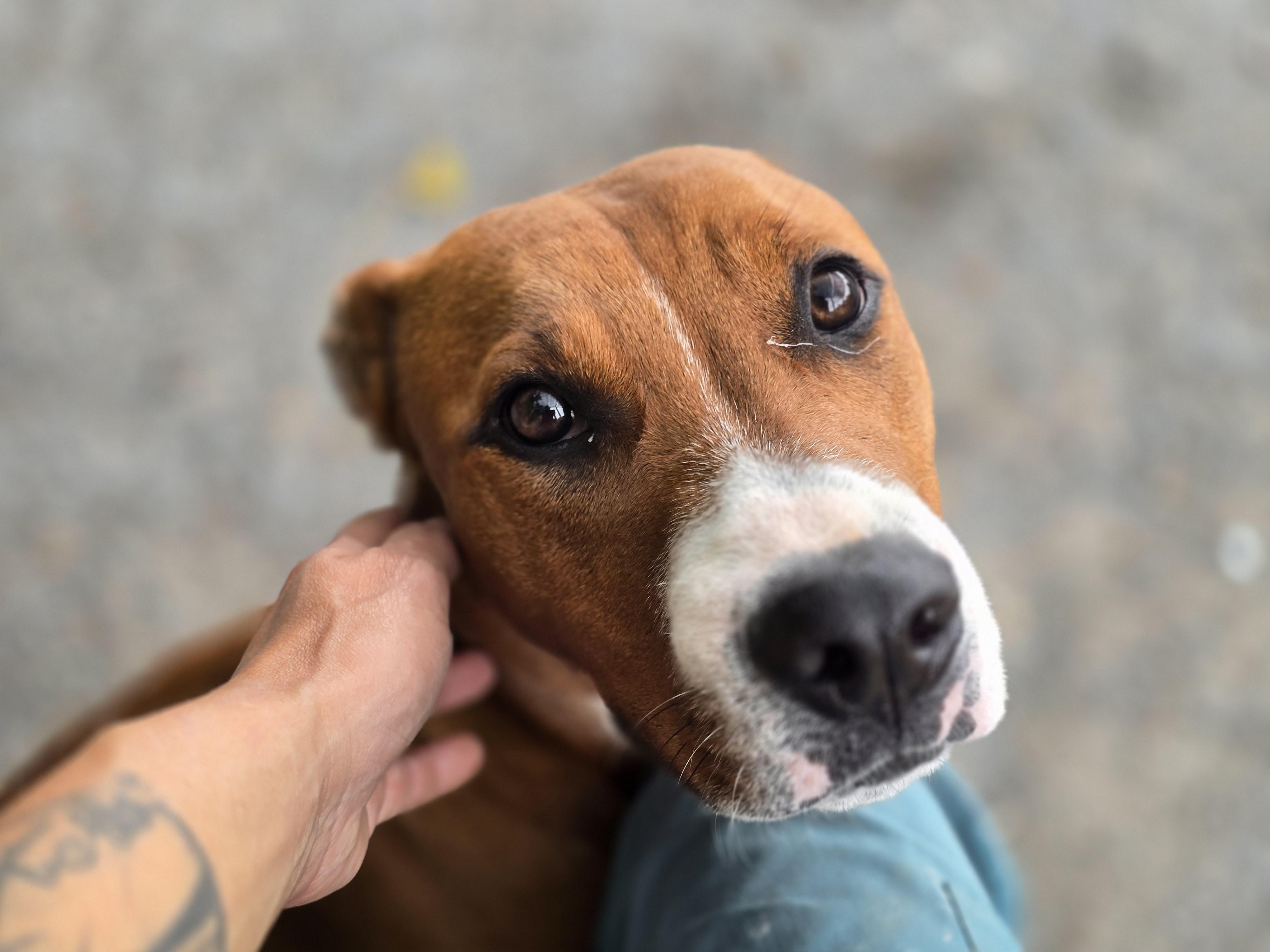 Maggie, ADOPTABLE, Young Female Boxer & American Staffordshire Terrier.
