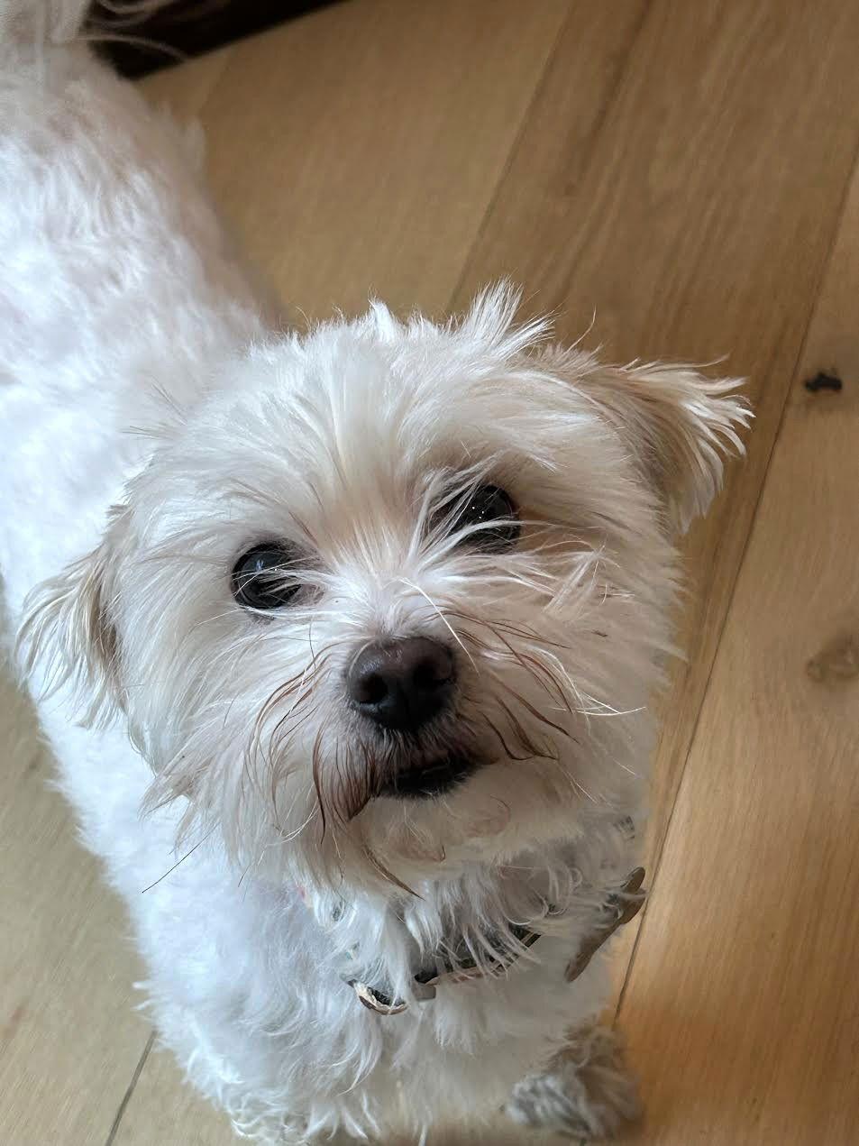 Enlarge Nilla - ADOPTON PENDING!!, a Adoptable Maltese in Arlington, VA image 1/3