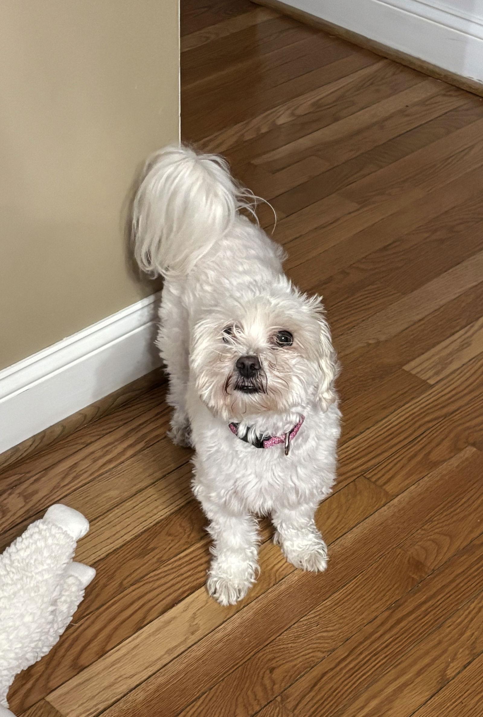 Enlarge Nilla - ADOPTON PENDING!!, a Adoptable Maltese in Arlington, VA image 2/3