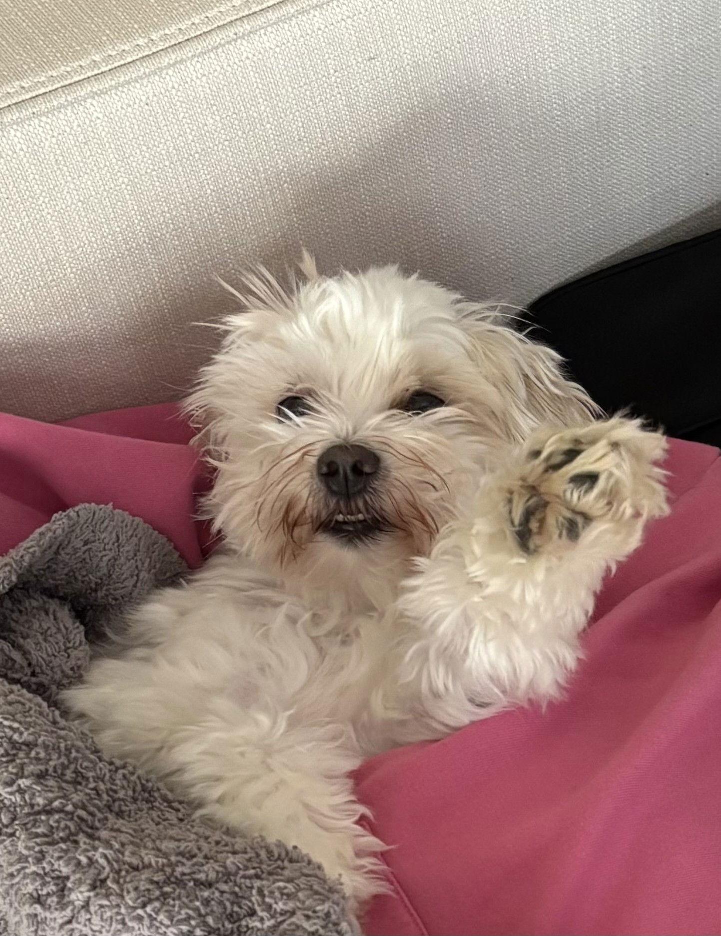 Enlarge Nilla - ADOPTON PENDING!!, a Adoptable Maltese in Arlington, VA image 3/3