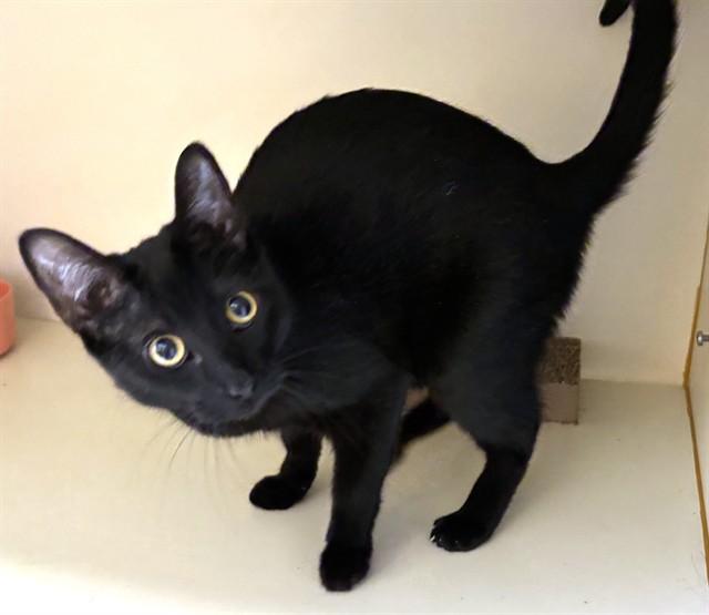 Enlarge ROXY, a Adoptable Domestic Short Hair in Brewster, MA image 1/1