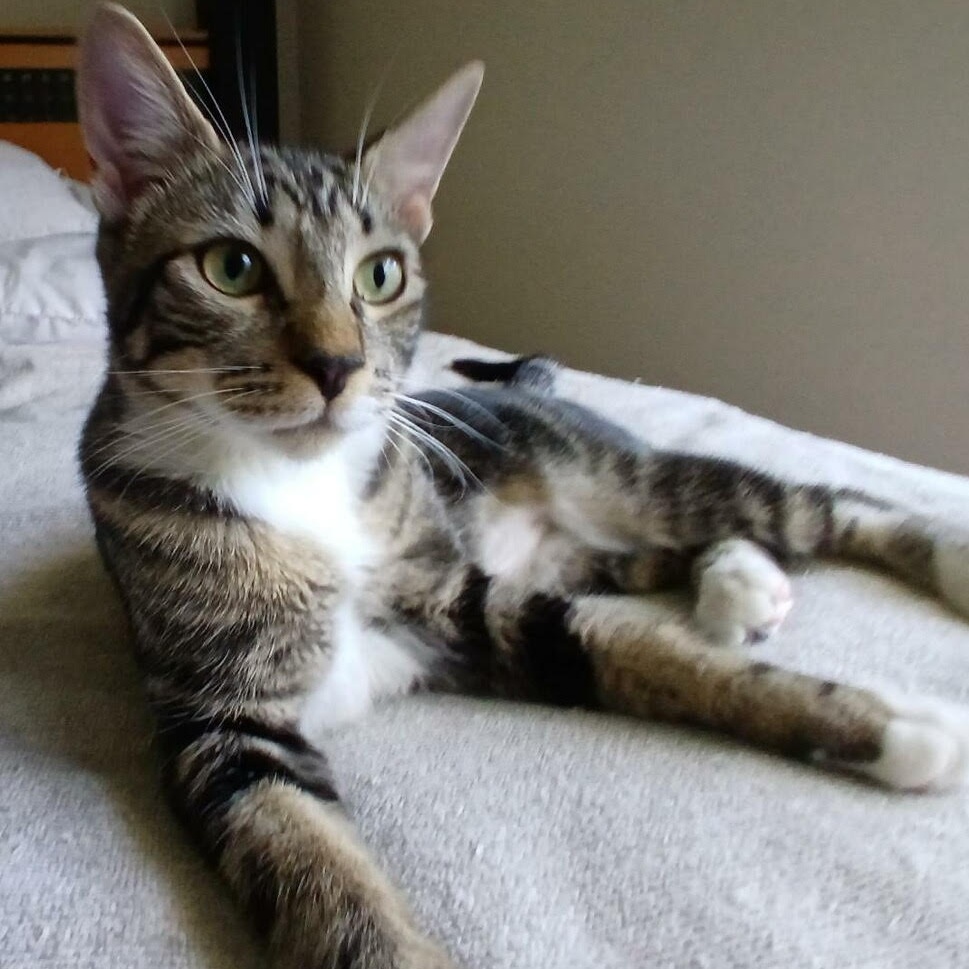 Remy, a Adoptable Domestic Short Hair in Vernon , CT image 1/5