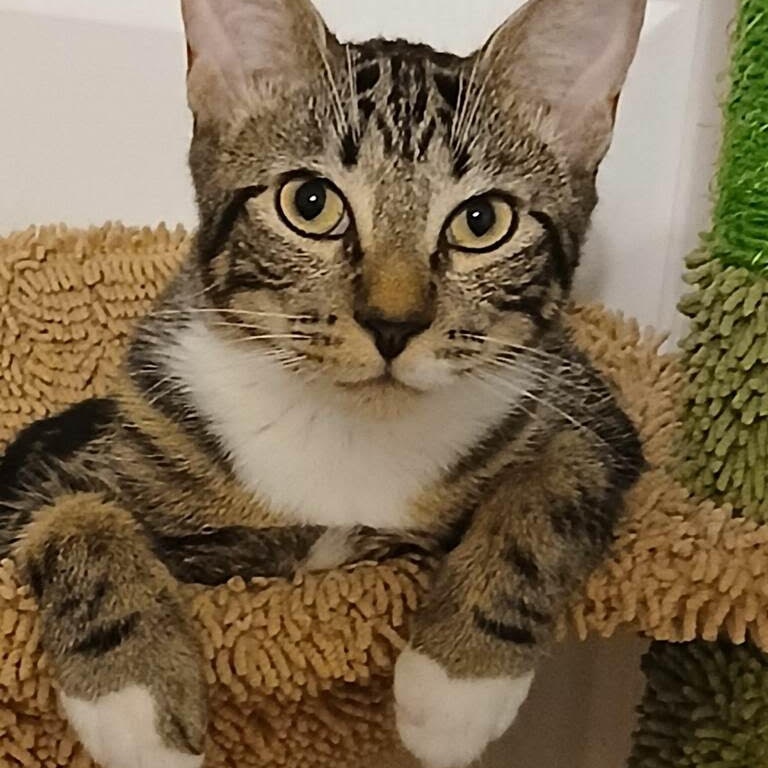 Remy, a Adoptable Domestic Short Hair in Vernon , CT image 2/5