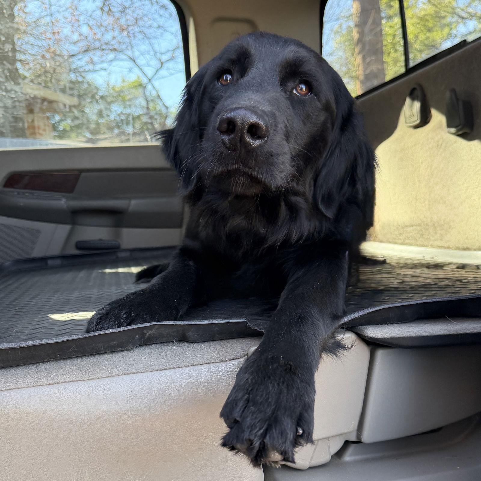 Sooner, Adoptable, Adult Male Flat-Coated Retriever.