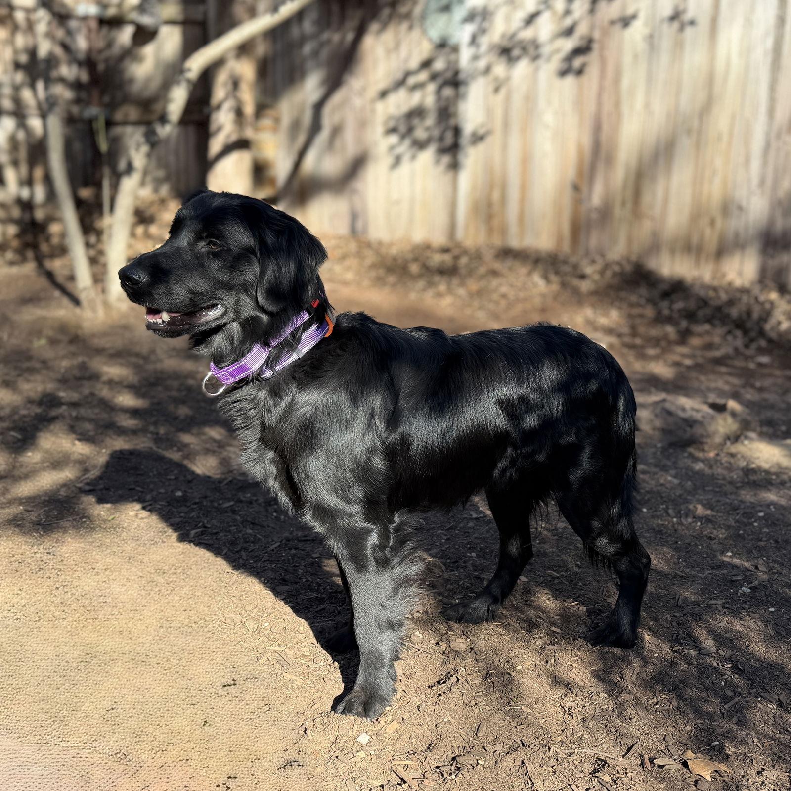 Sooner — thumbnail 3