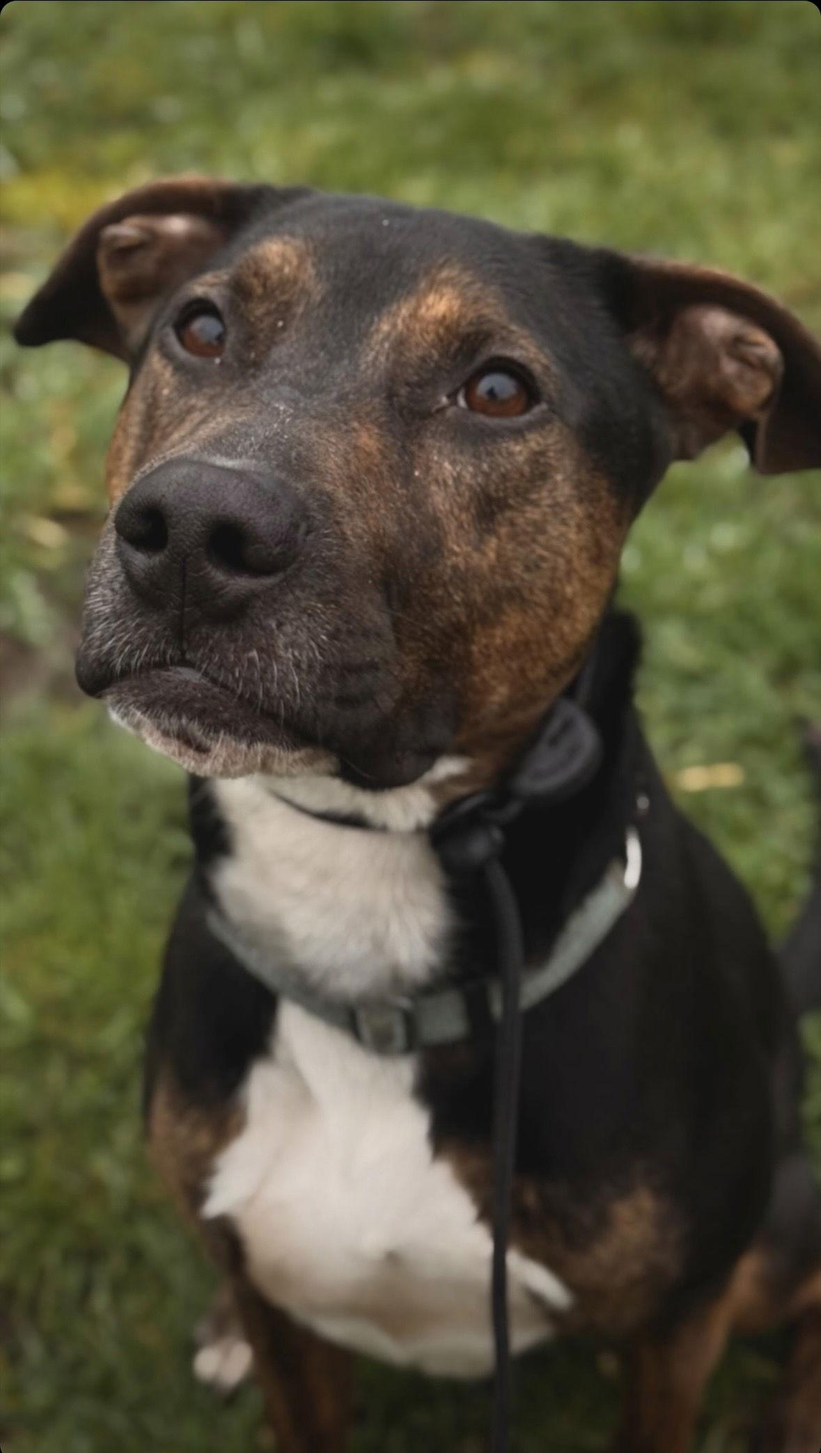 Enlarge Mark Anthony, a Adoptable mixed breed in Bothell, WA image 1/3