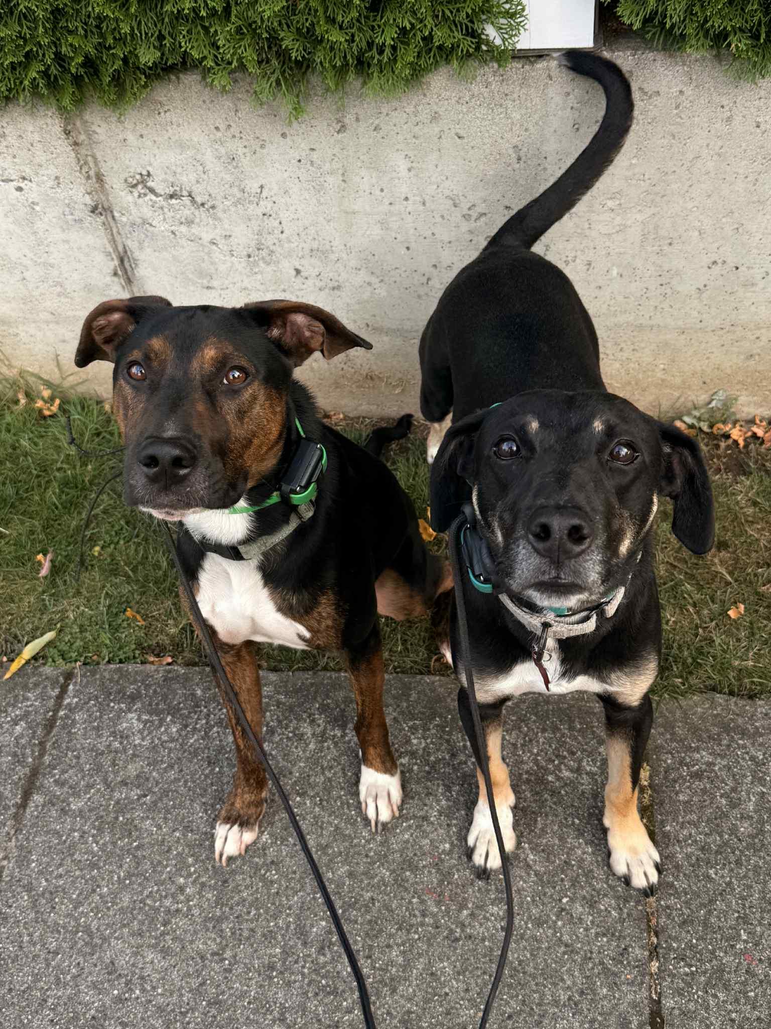 Enlarge Mark Anthony, a Adoptable mixed breed in Bothell, WA image 1/3