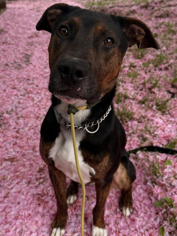 Enlarge Mark Anthony, a Adoptable mixed breed in Bothell, WA image 2/3