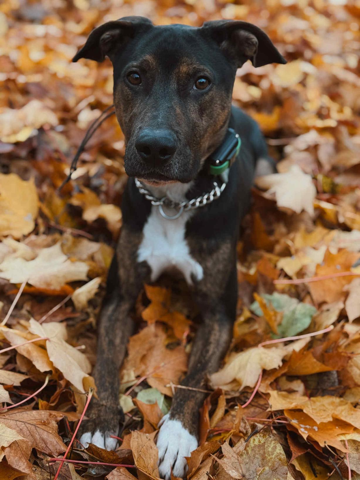 Mark Anthony, Adoptable, Young Male Hound & Labrador Retriever.
