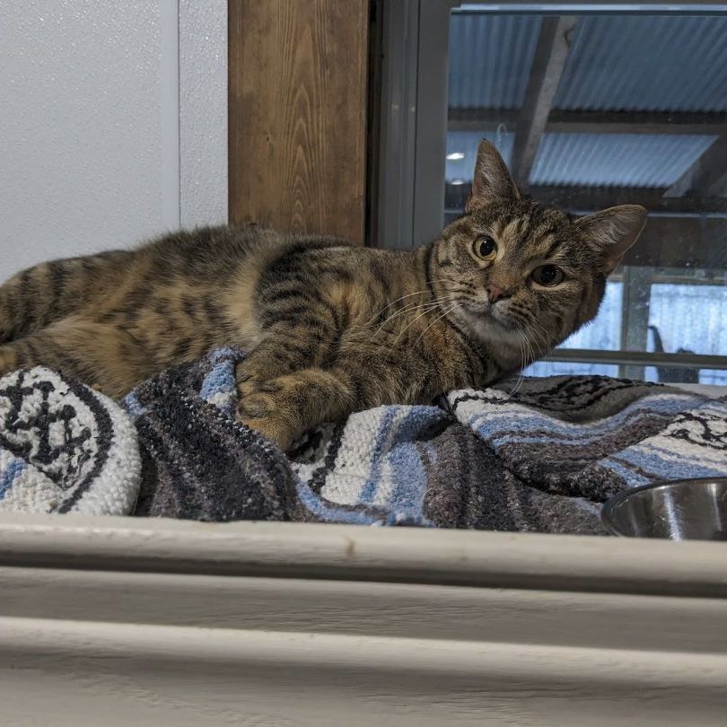 Enlarge Allie, a Adoptable Domestic Short Hair in Fredericksburg, OH image 1/3