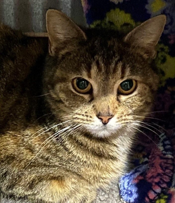 Enlarge Allie, a Adoptable Domestic Short Hair in Fredericksburg, OH image 2/3