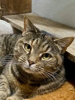 Enlarge Allie, a Adoptable Domestic Short Hair in Fredericksburg, OH image 5/6