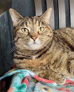 Enlarge Allie, a Adoptable Domestic Short Hair in Fredericksburg, OH image 1/6