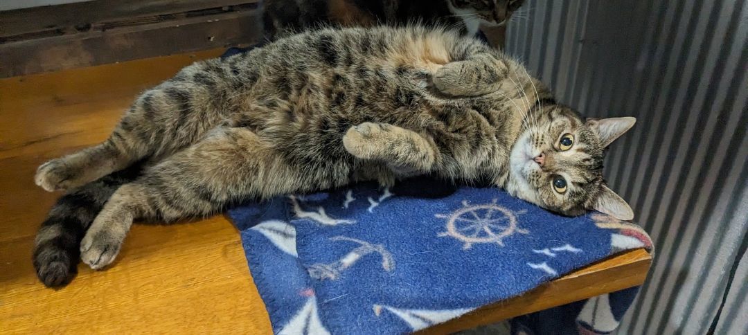 Enlarge Allie, a Adoptable Domestic Short Hair in Fredericksburg, OH image 3/3