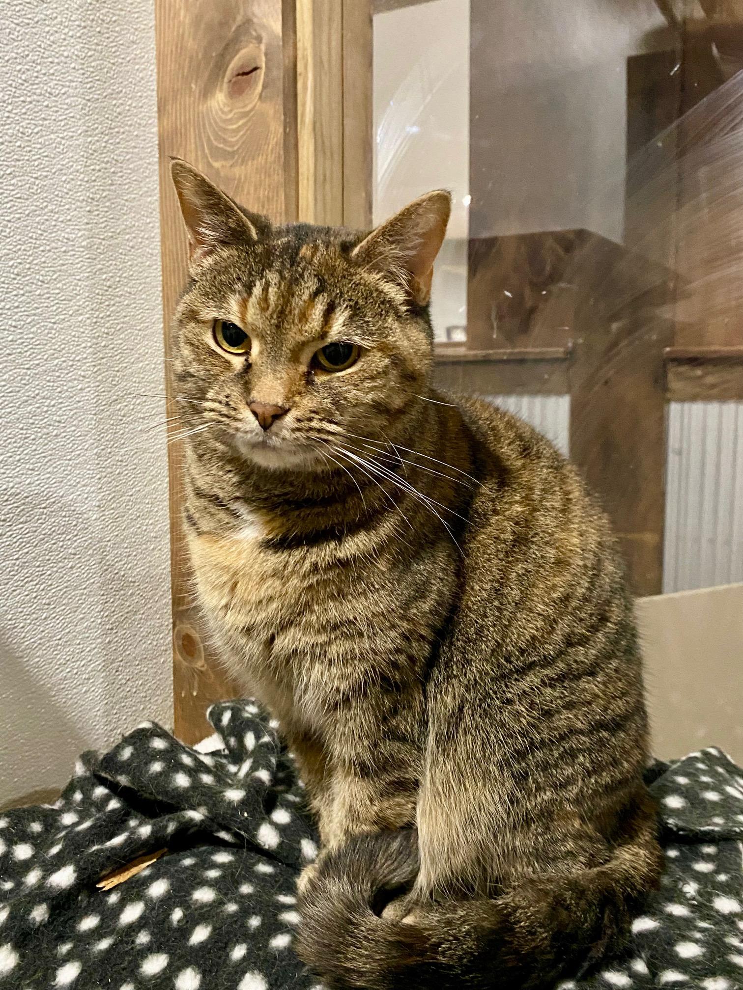 Enlarge Allie, a Adoptable Domestic Short Hair in Fredericksburg, OH image 6/6