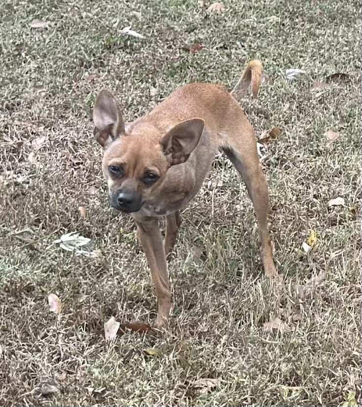 Kendel, Adopted, Puppy Female Italian Greyhound & Miniature Pinscher.