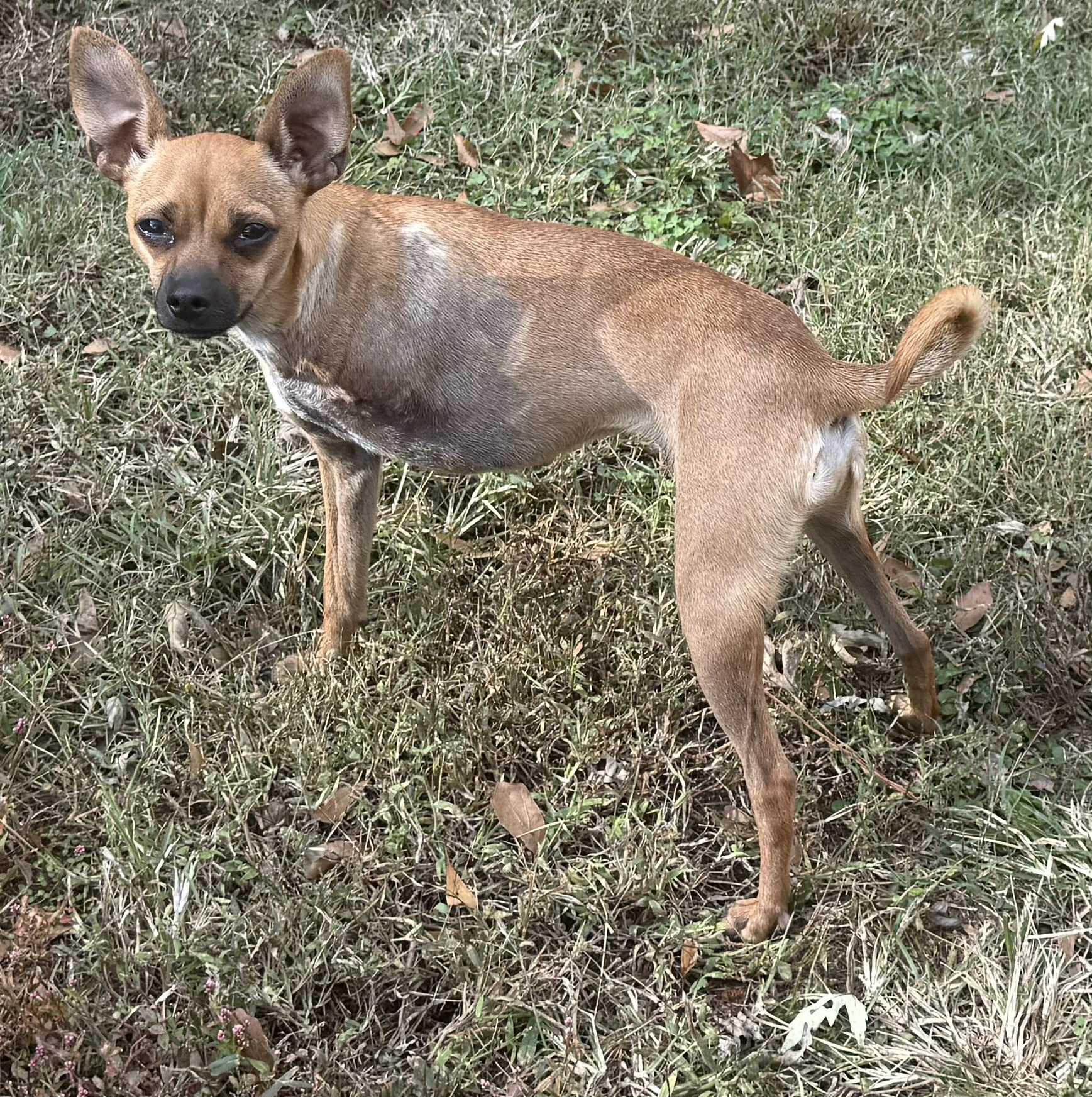 Enlarge Kendel, a Adopted mixed breed in Smyrna, GA image 2/2